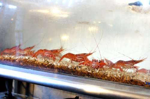 Live Spot Prawns