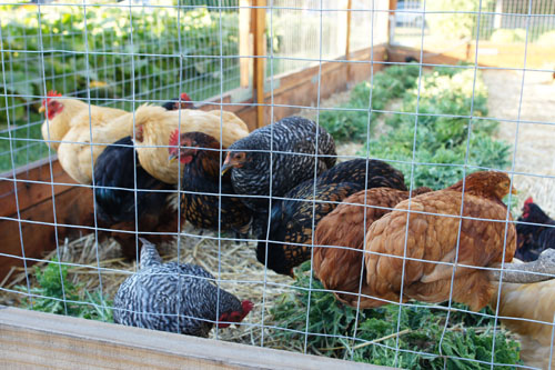 French Laundry Garden Chickens