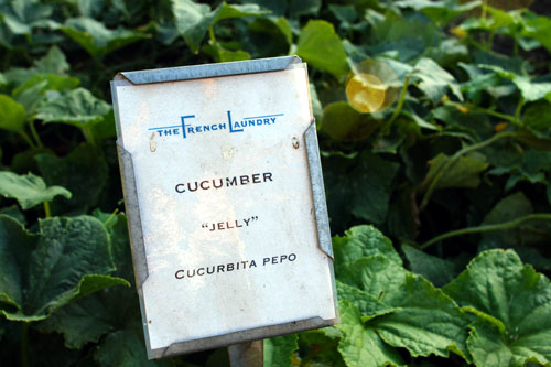 French Laundry Garden Cucumber