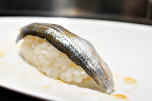 Gizzard Shad / Kohada