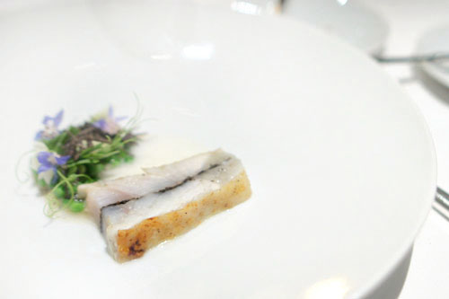 turbot