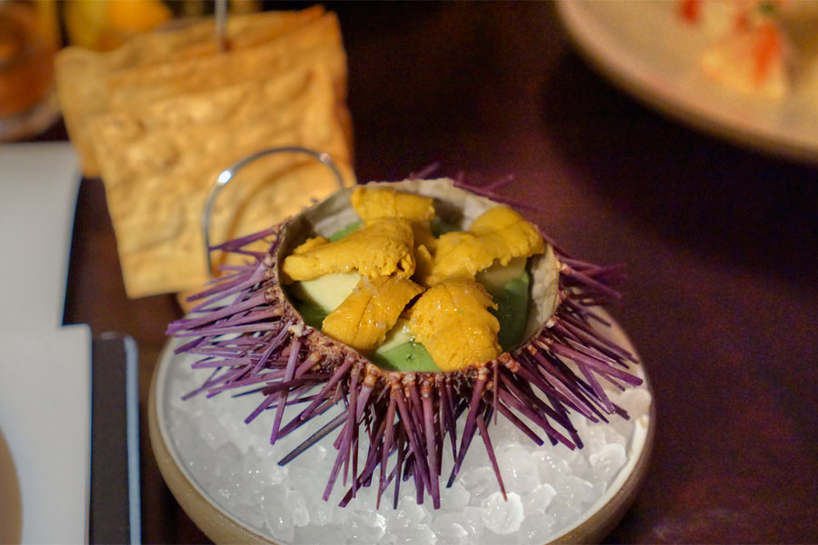 Sea Urchin