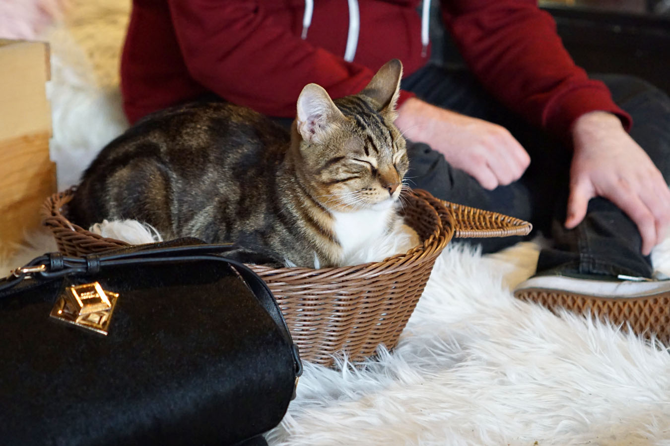 Cat in a basket