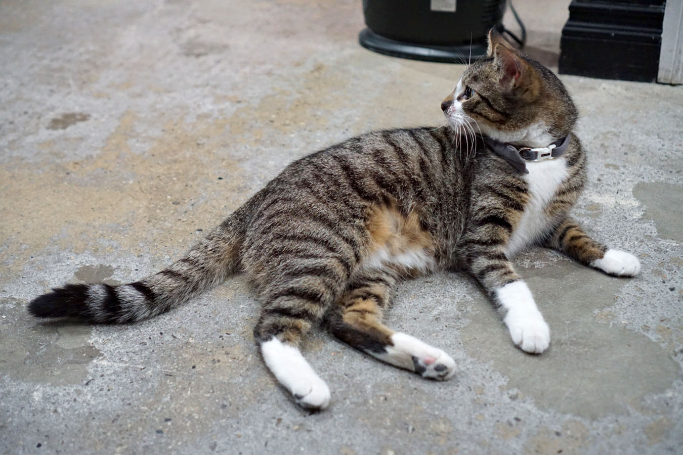 Cat looking back over his shoulder