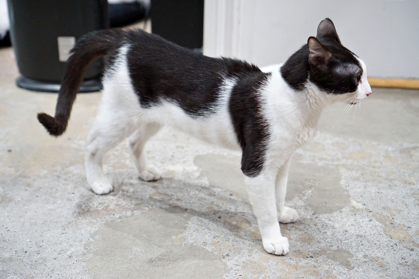 Lean cat with cow-like markings