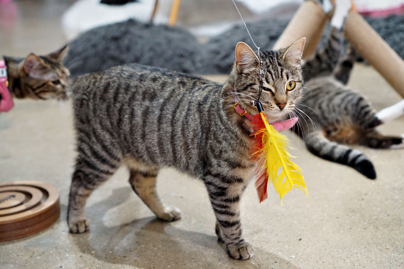 Cat completely ignoring the toy, even though it hits her in the eye - DGAF