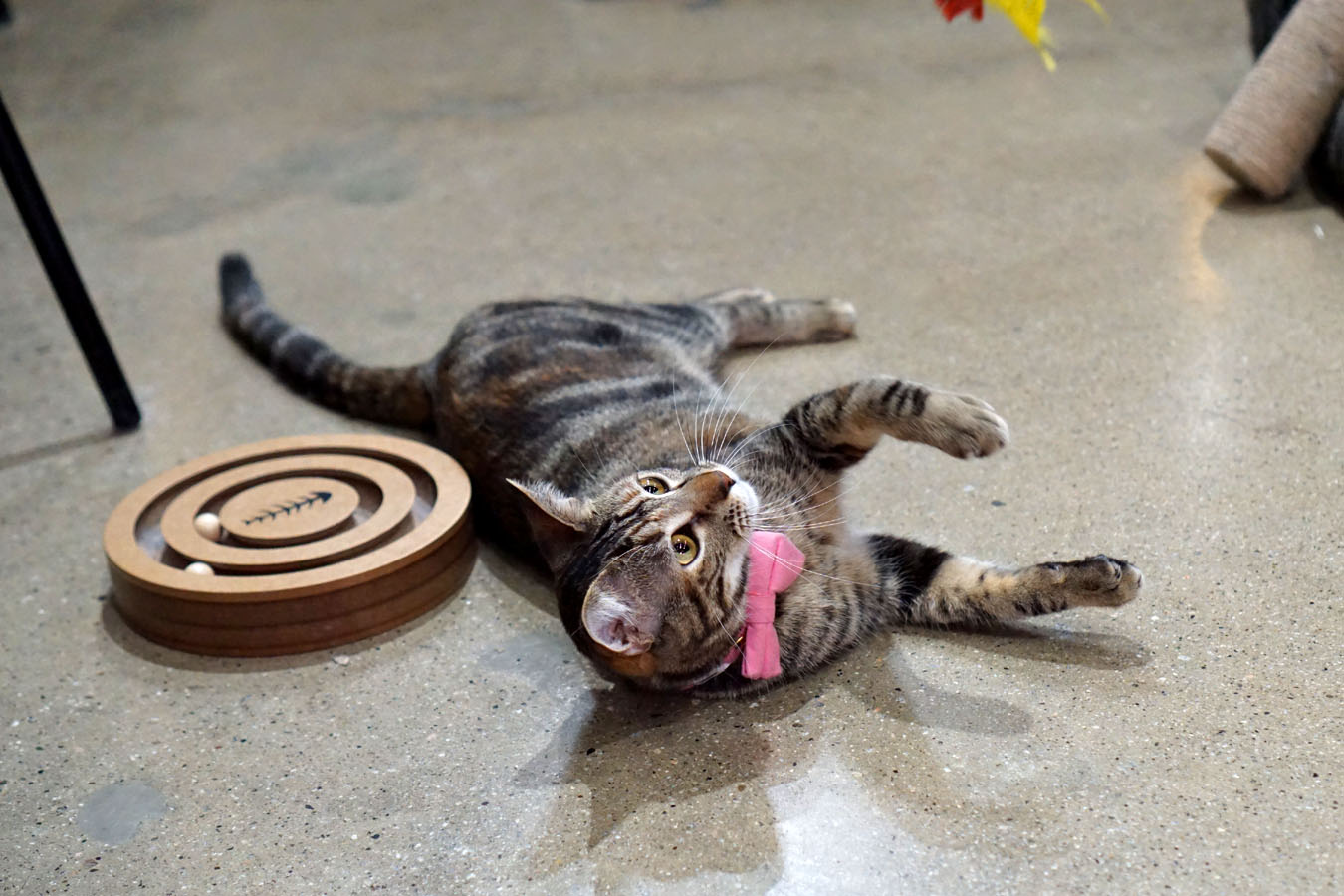 Successfully getting the cat's attention with a toy