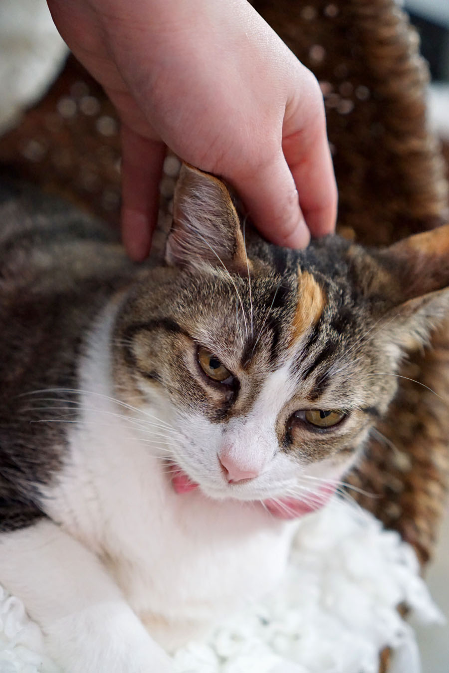 A cat that doesn't seem to want to be petted