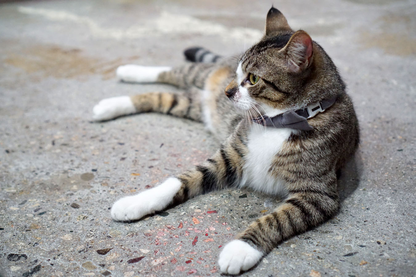 Cat lounging on the ground