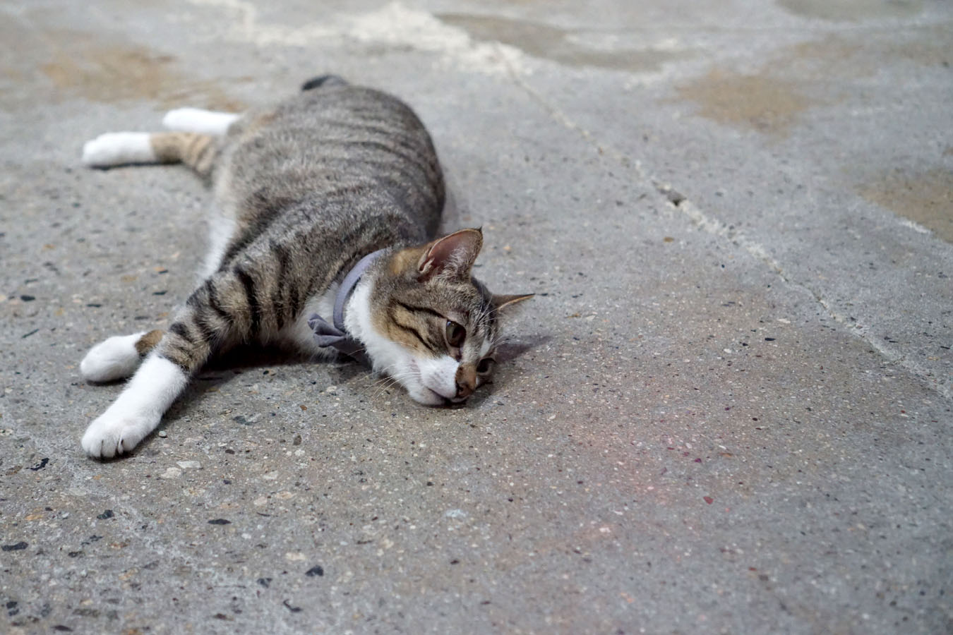 Cat sprawled out on the concrete floor