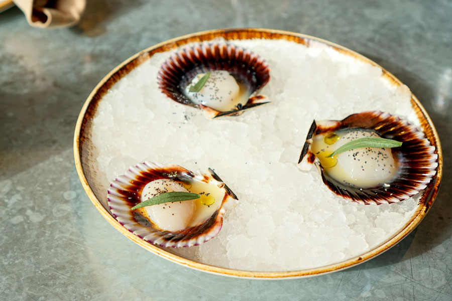 Bay Scallops