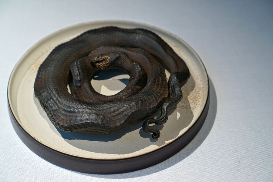 Petrified Sea Snake