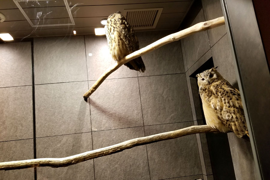 Nihonryori RyuGin Owls