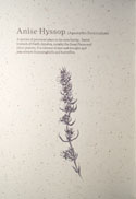 Fruits of the Forage: Anise Hyssop