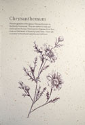 Fruits of the Forage: Chrysanthemum