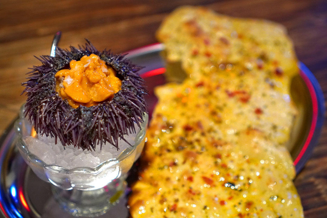 purple sea urchin with california bluefin