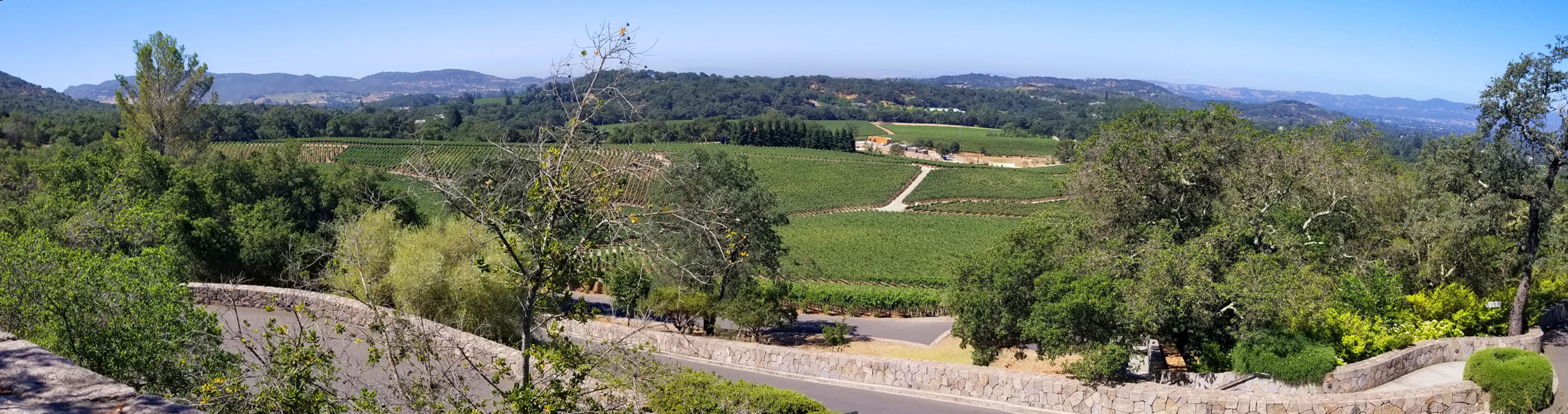 Palmaz Vineyards (View West)