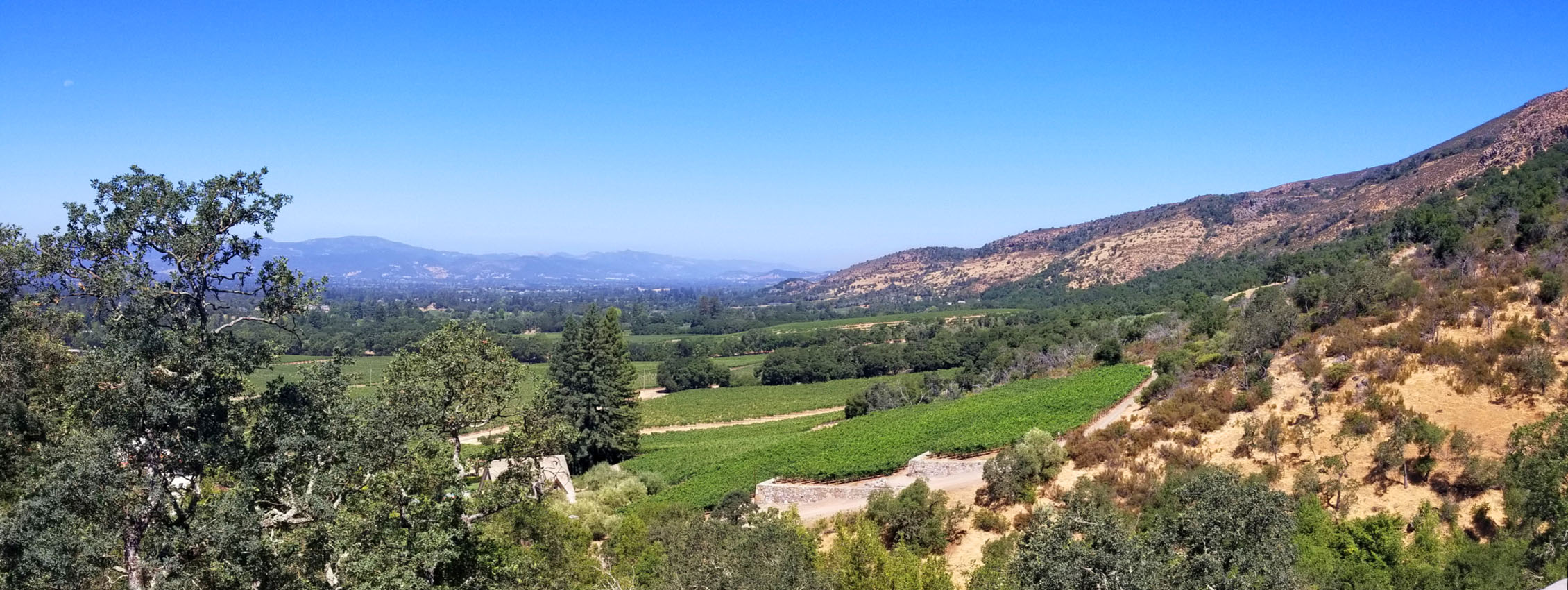 Palmaz Vineyards (View North)