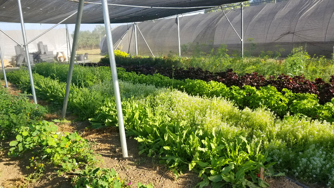 SingleThread Farm (Agriculture Canopy)