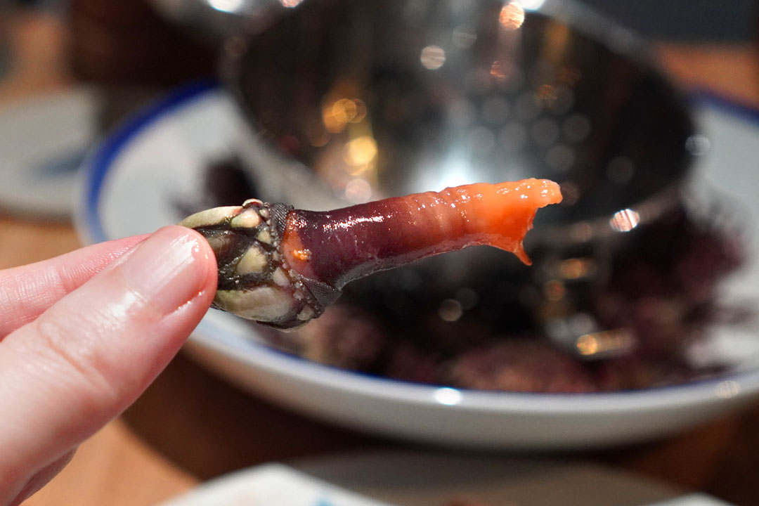 Gooseneck Barnacle