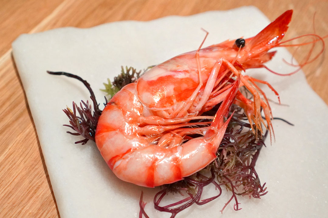 'La Gamba de Roses' hervida en agua de mar